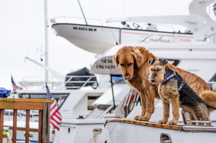 Dogs and boats: A quick guide for boating pet owners